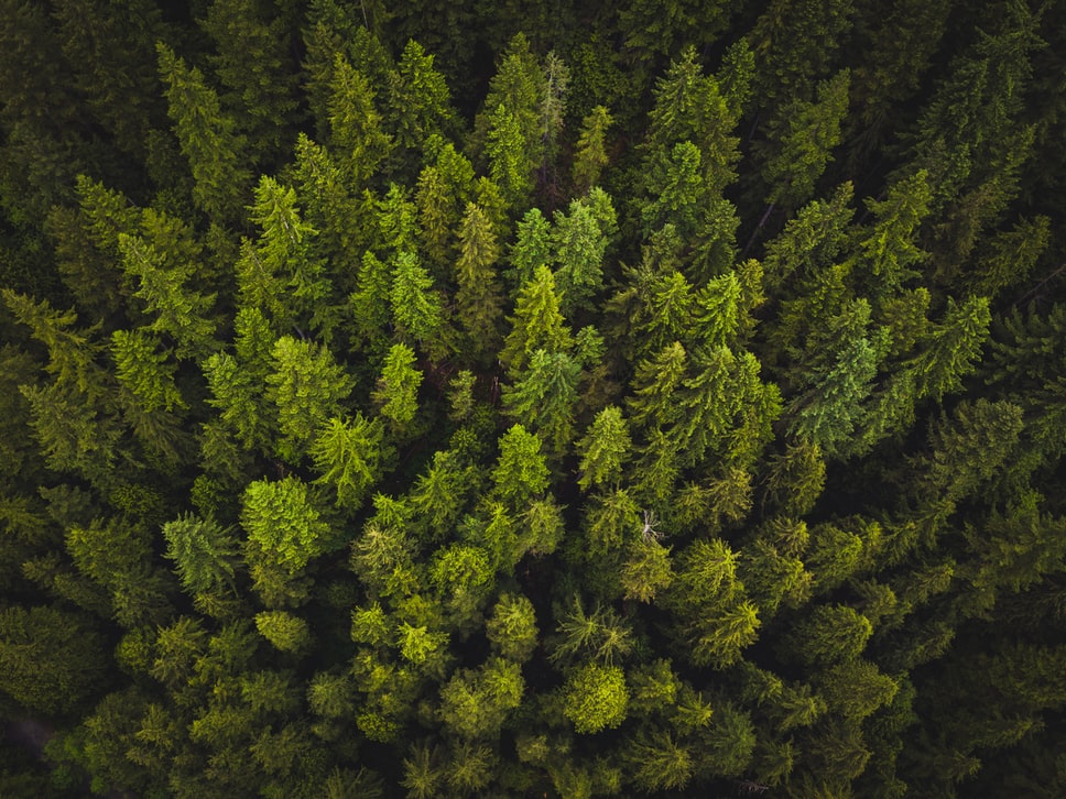 Une révolution dans l’inventaire forestier
