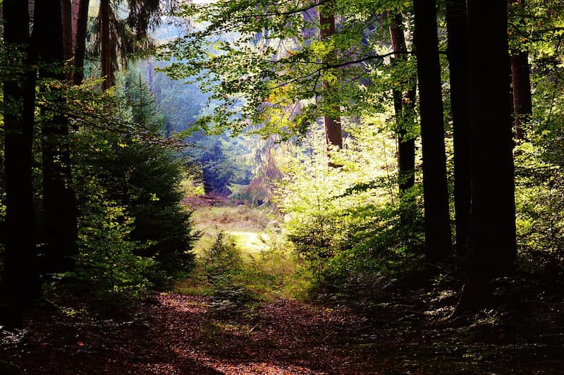 acquisition-gfi-coeurforest