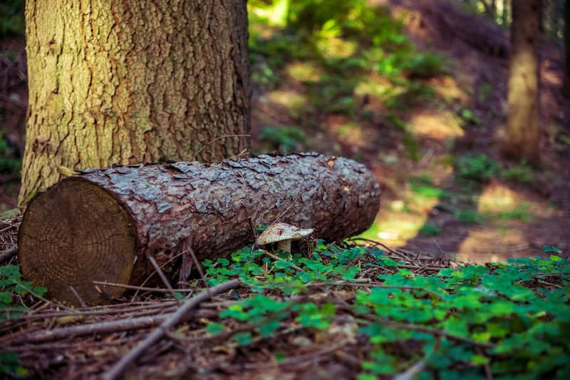 le-bois-allie-naturel-du-bien-etre-selon-une-etude-en-neurosciences