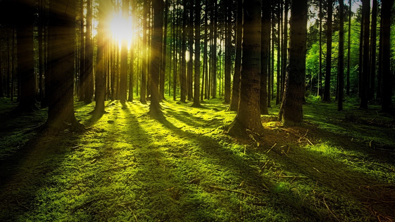 Comparaison entre les GFI France Valley Patrimoine et France Valley Forêts