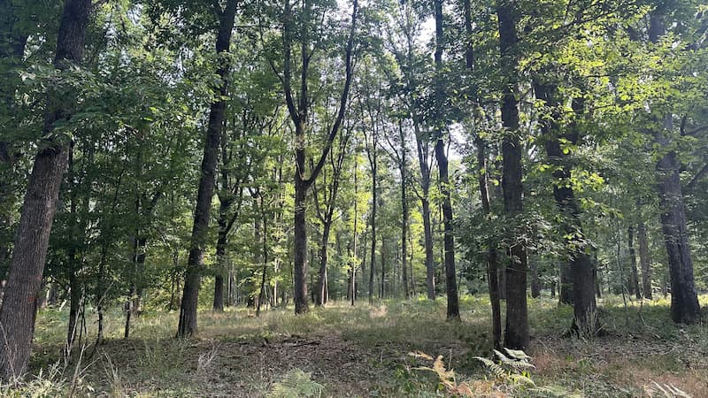 gfi-coeurforest-2-acquisition-foret-de-pontcharraud