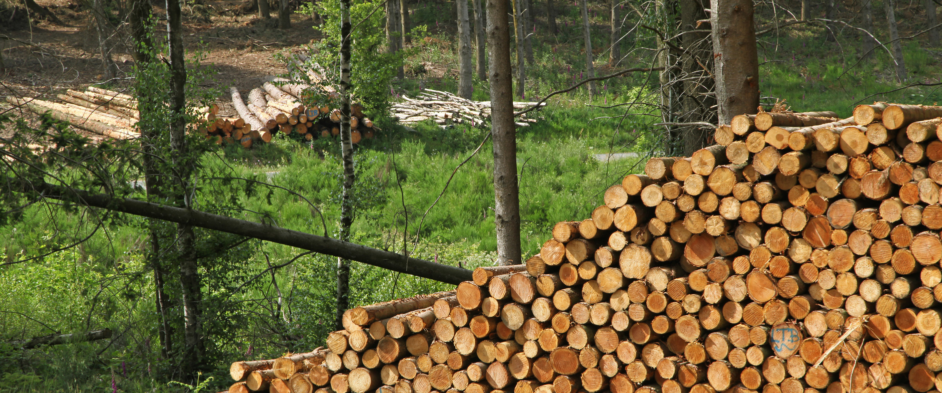 qu-est-ce-qu-un-groupement-forestier