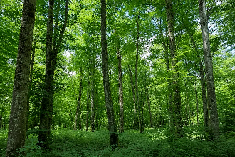 Le GFI Forecial 2 investit dans le massif du Bois l'Abbé