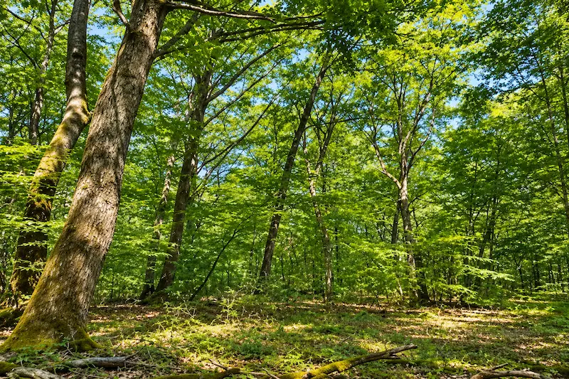 FORECIAL 3 : une troisième forêt porte le patrimoine du GFI à 125 hectares