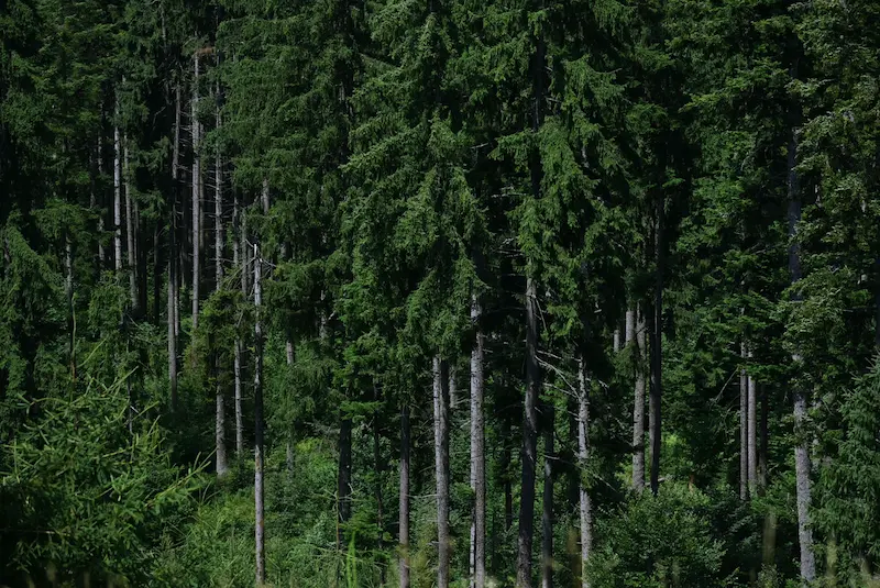 GFI EPIFORÊT 1 : DEFI Forêt, crédit d’impôt de 25 % et gestion durable