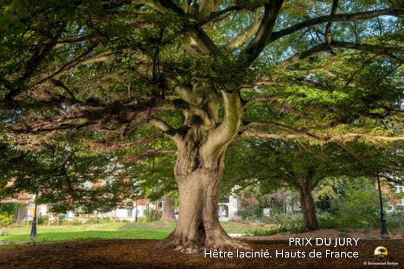 hetre-lacinies-prix-du-jury