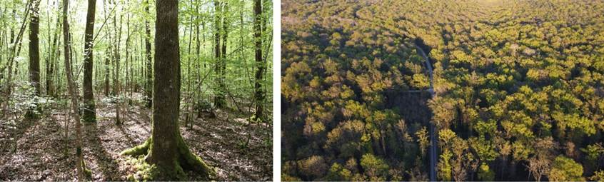 image Sogenial Immobilier \: 3 nouvelles forêts pour son GFI CœurForest