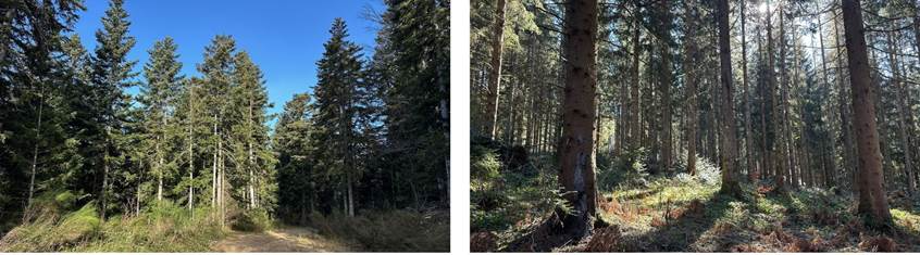 image Sogenial Immobilier \: 3 nouvelles forêts pour son GFI CœurForest