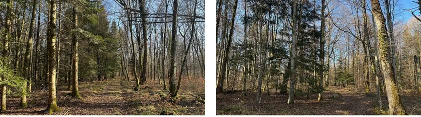 image Sogenial Immobilier \: 3 nouvelles forêts pour son GFI CœurForest