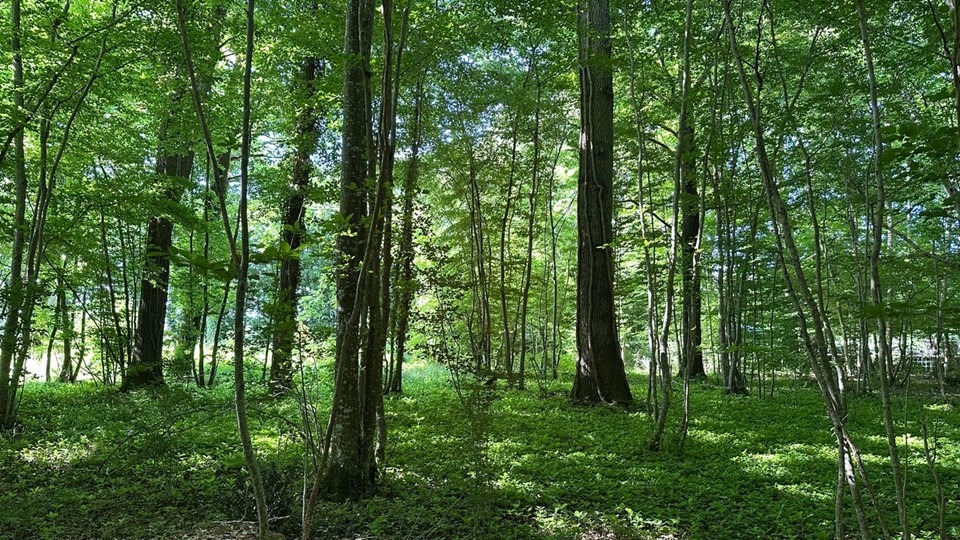image Sogenial Immobilier \: 163 hectares de forĂȘts pour le GFI CĆurForest