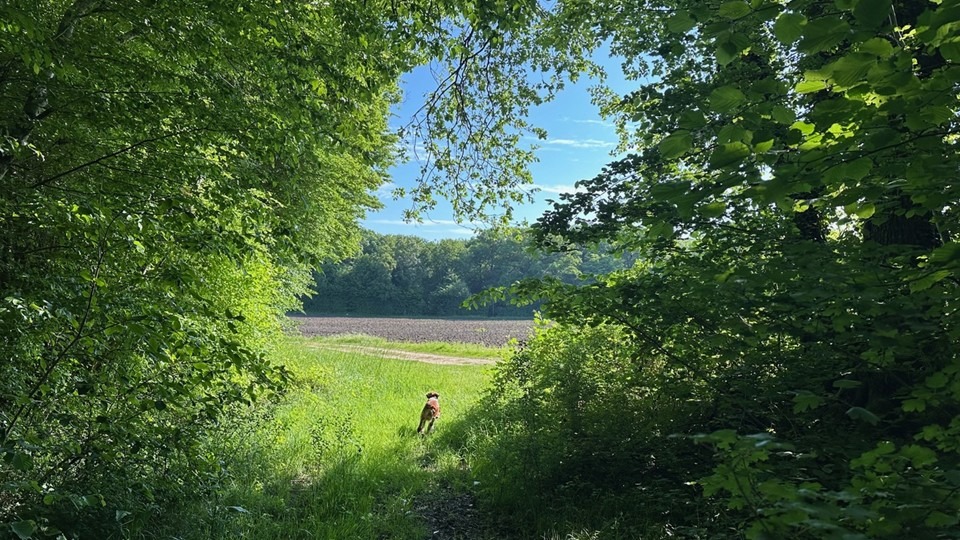 image Sogenial Immobilier \: 163 hectares de forĂȘts pour le GFI CĆurForest