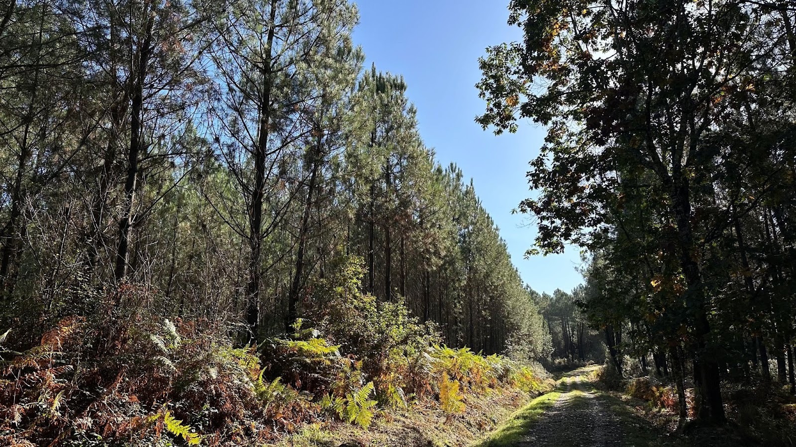 image Sogenial Immobilier \: 163 hectares de forĂȘts pour le GFI CĆurForest