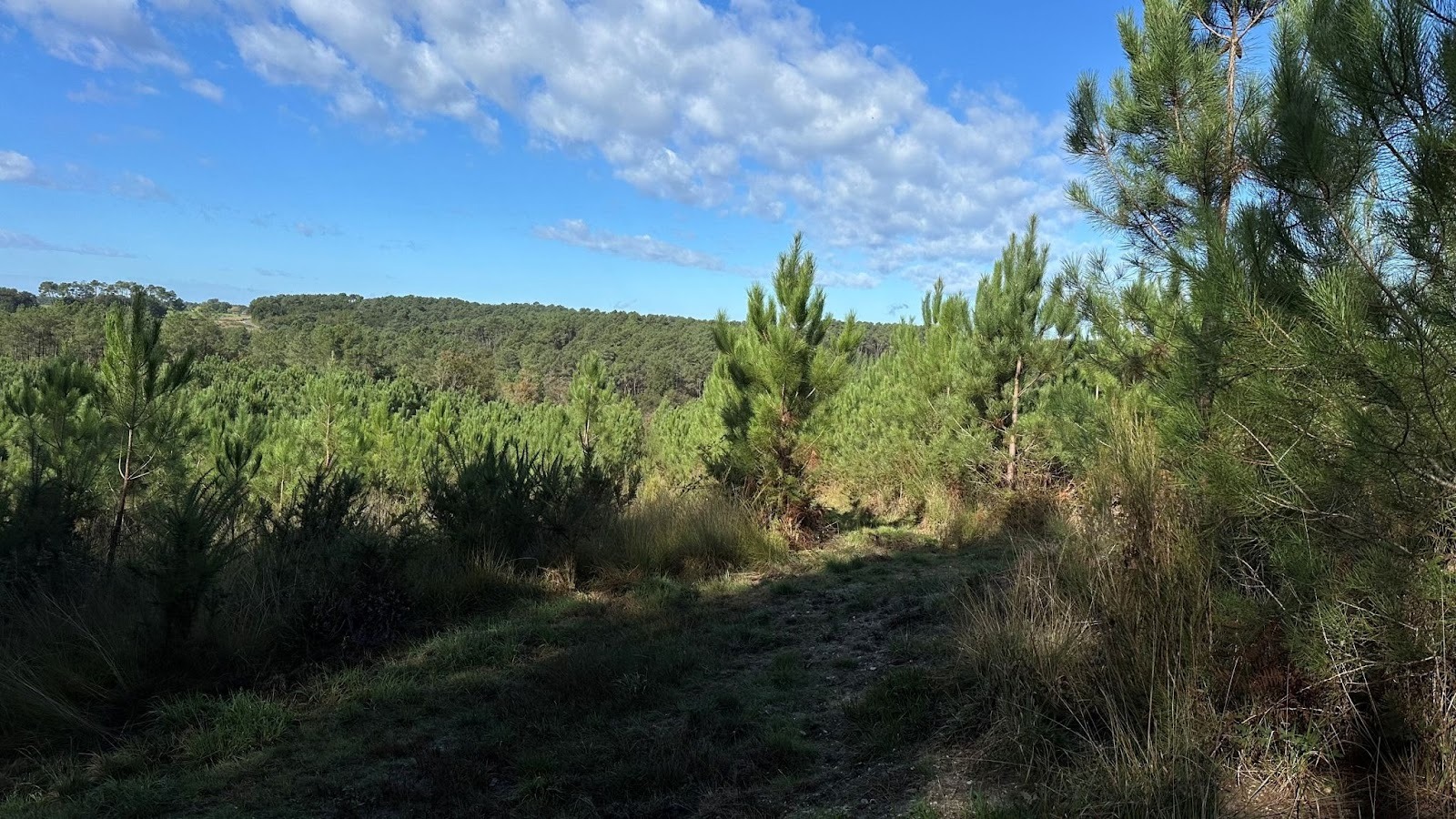 image Sogenial Immobilier \: 163 hectares de forĂȘts pour le GFI CĆurForest